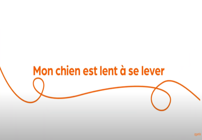 Texte « Mon chien est lent à se lever » avec une spirale orange sur fond blanc.