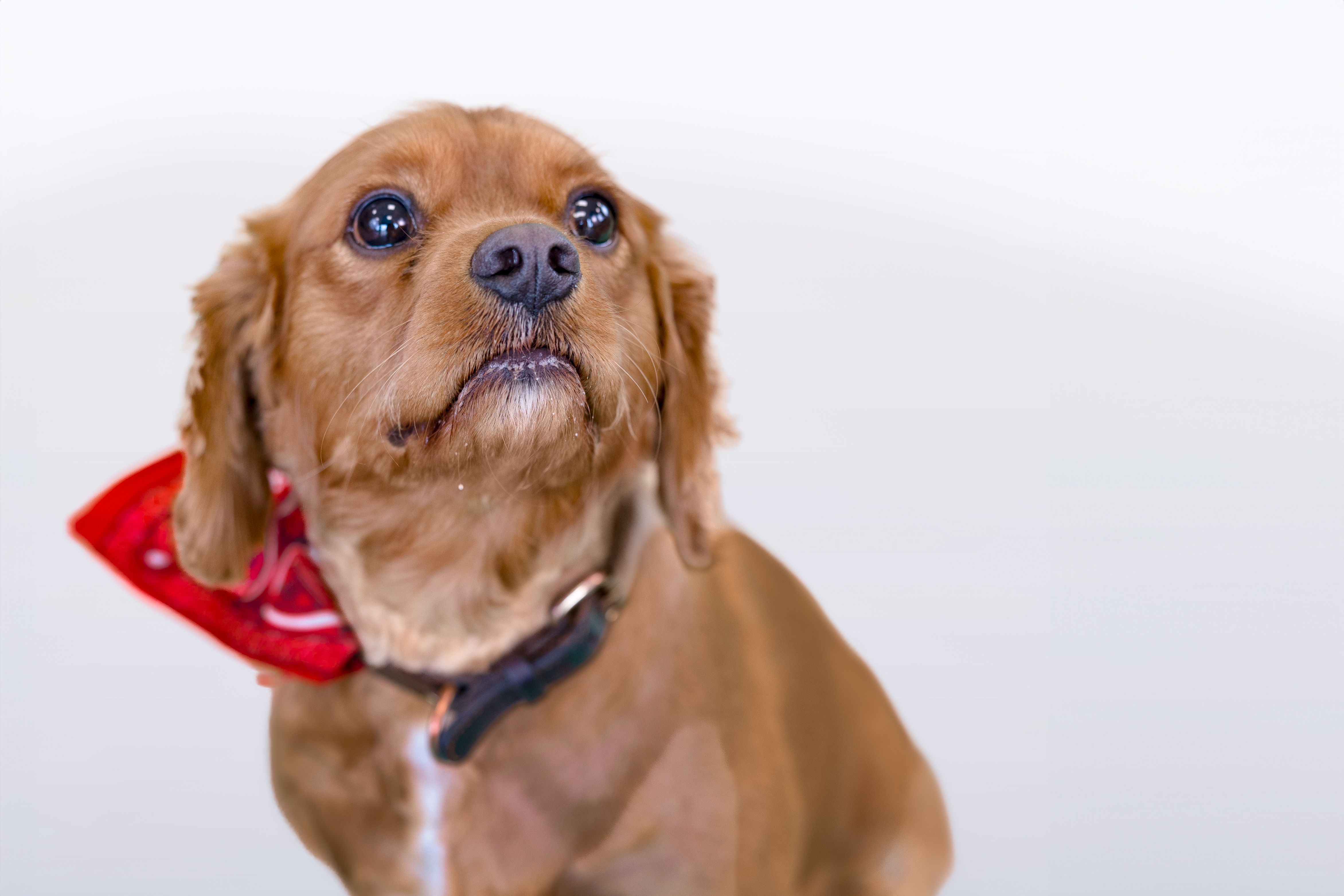Chien brun avec un bandana rouge levant les yeux.