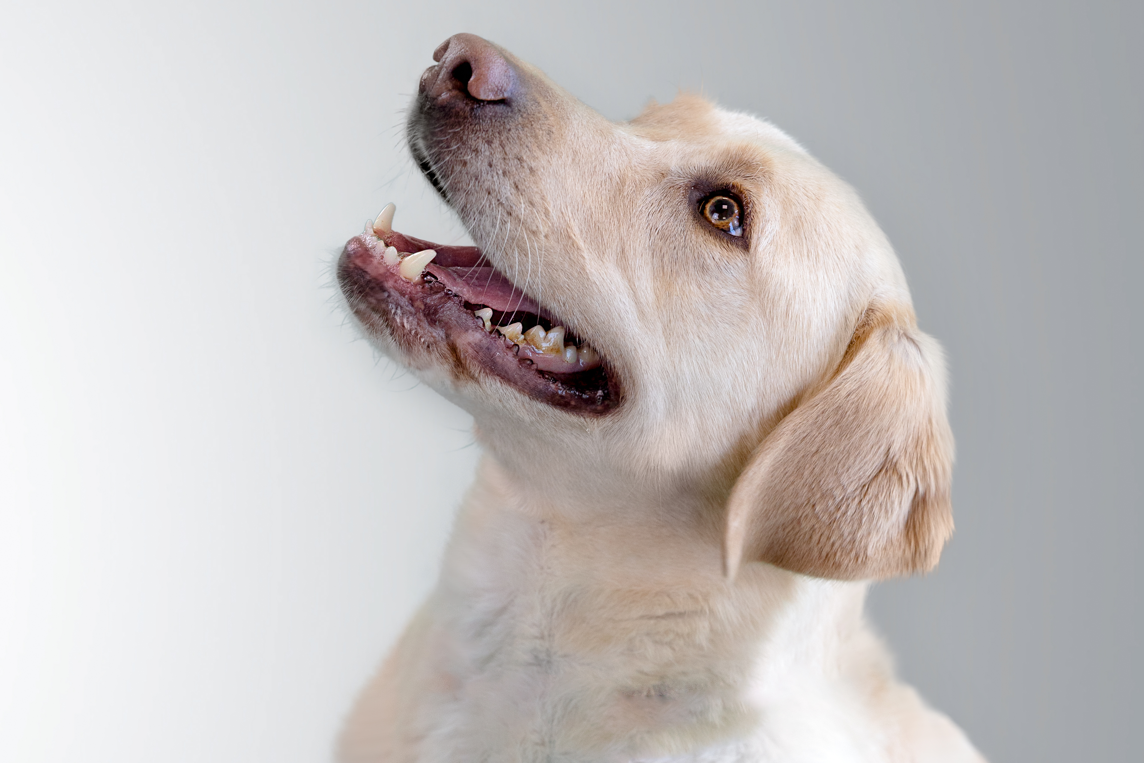 Labrador retriever levant les yeux, la bouche ouverte, sur fond gris.