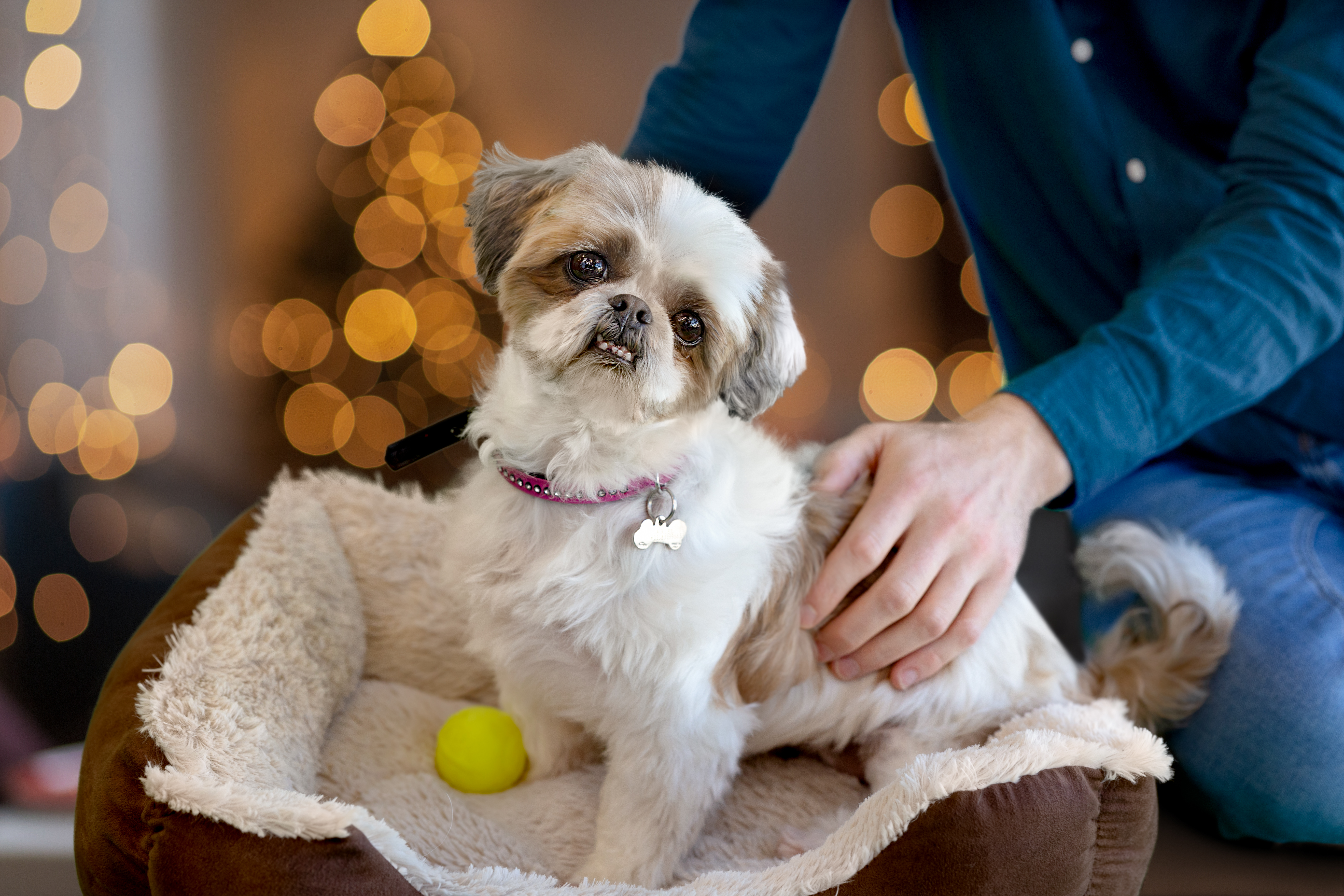Petit chien dans un lit avec un arrière-plan festif flou.