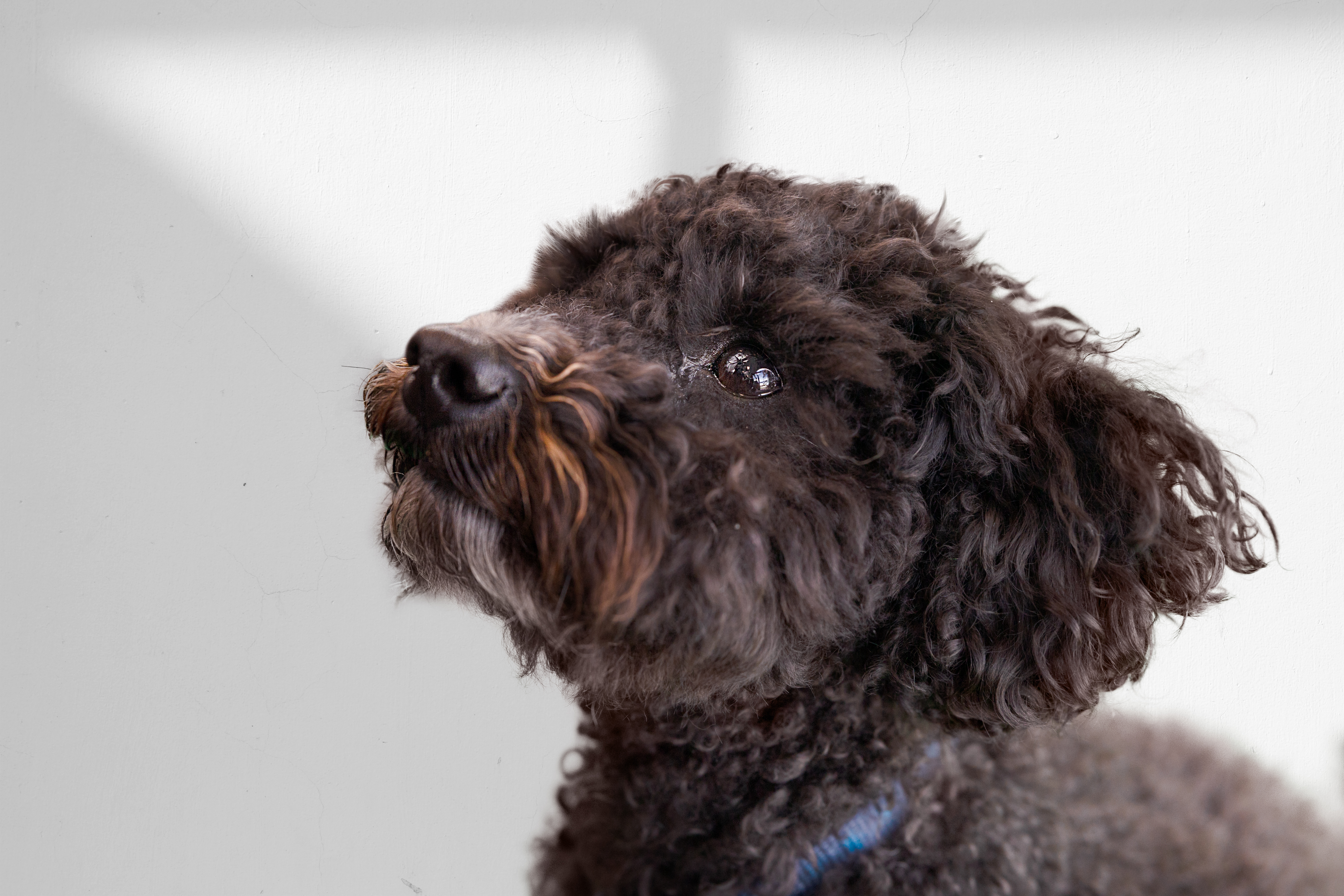 Gros plan d’un chien noir aux poils bouclés levant les yeux.