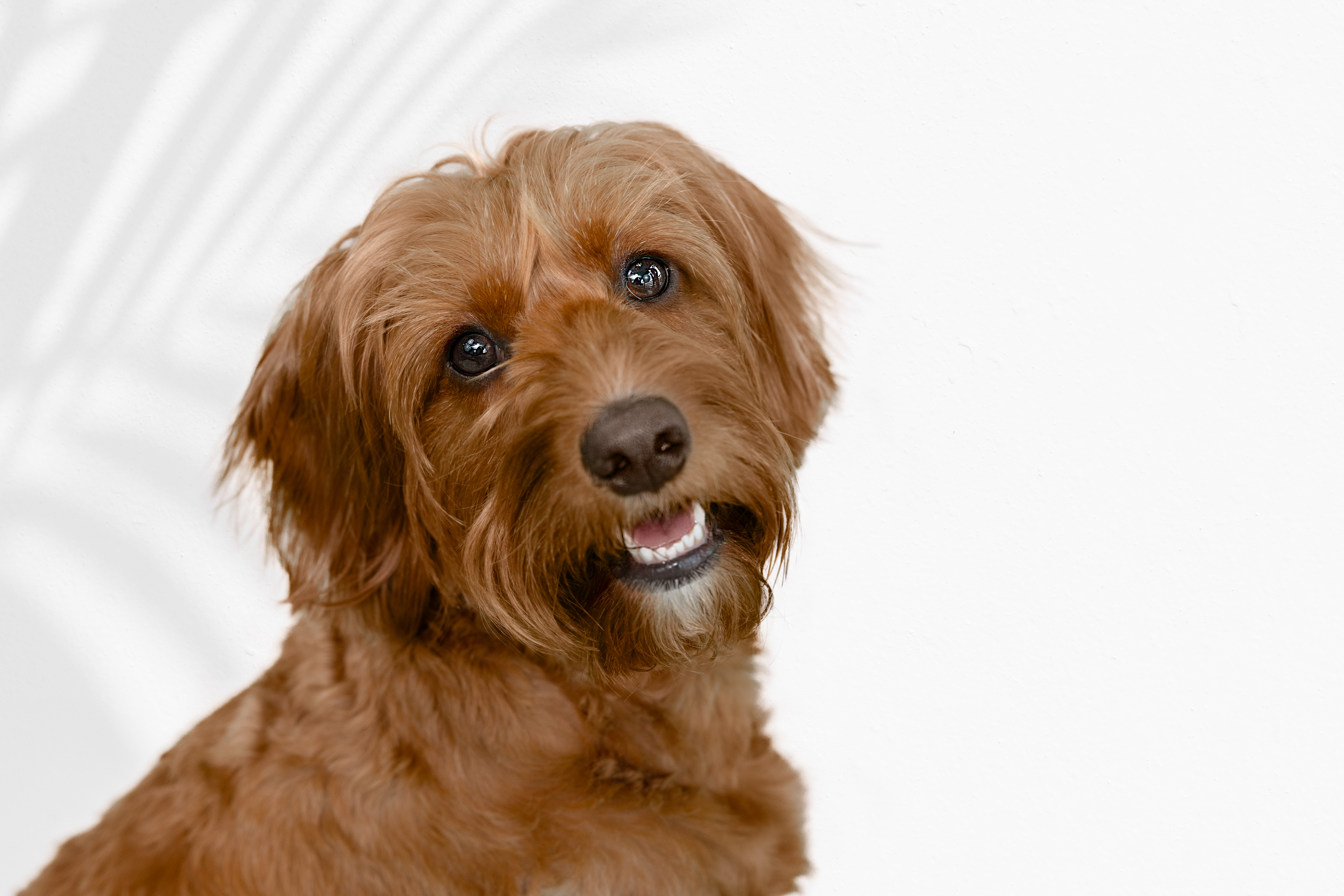 Chien brun souriant avec un pelage ondulé sur fond blanc.