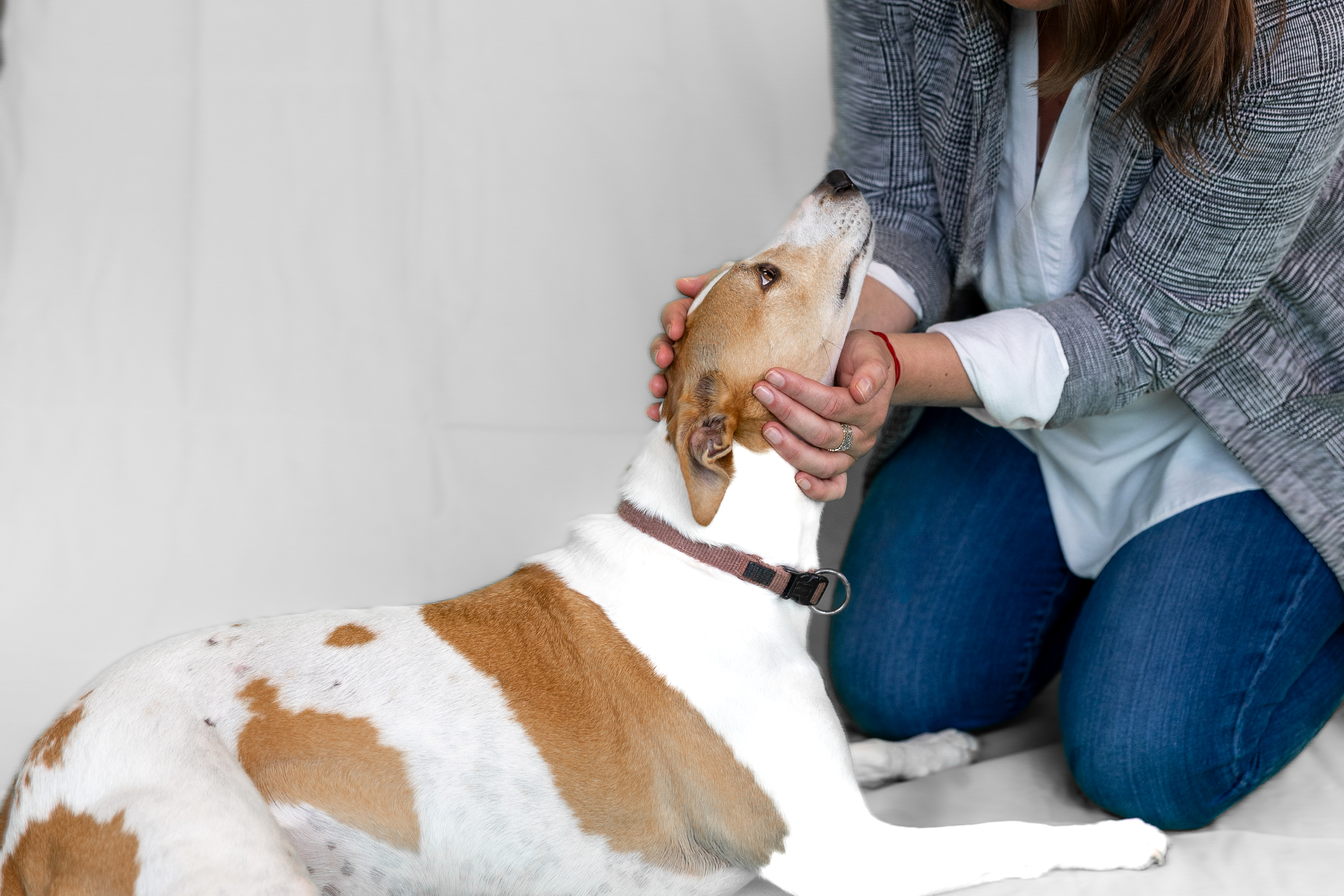 Personne agenouillée caressant un chien brun et blanc.