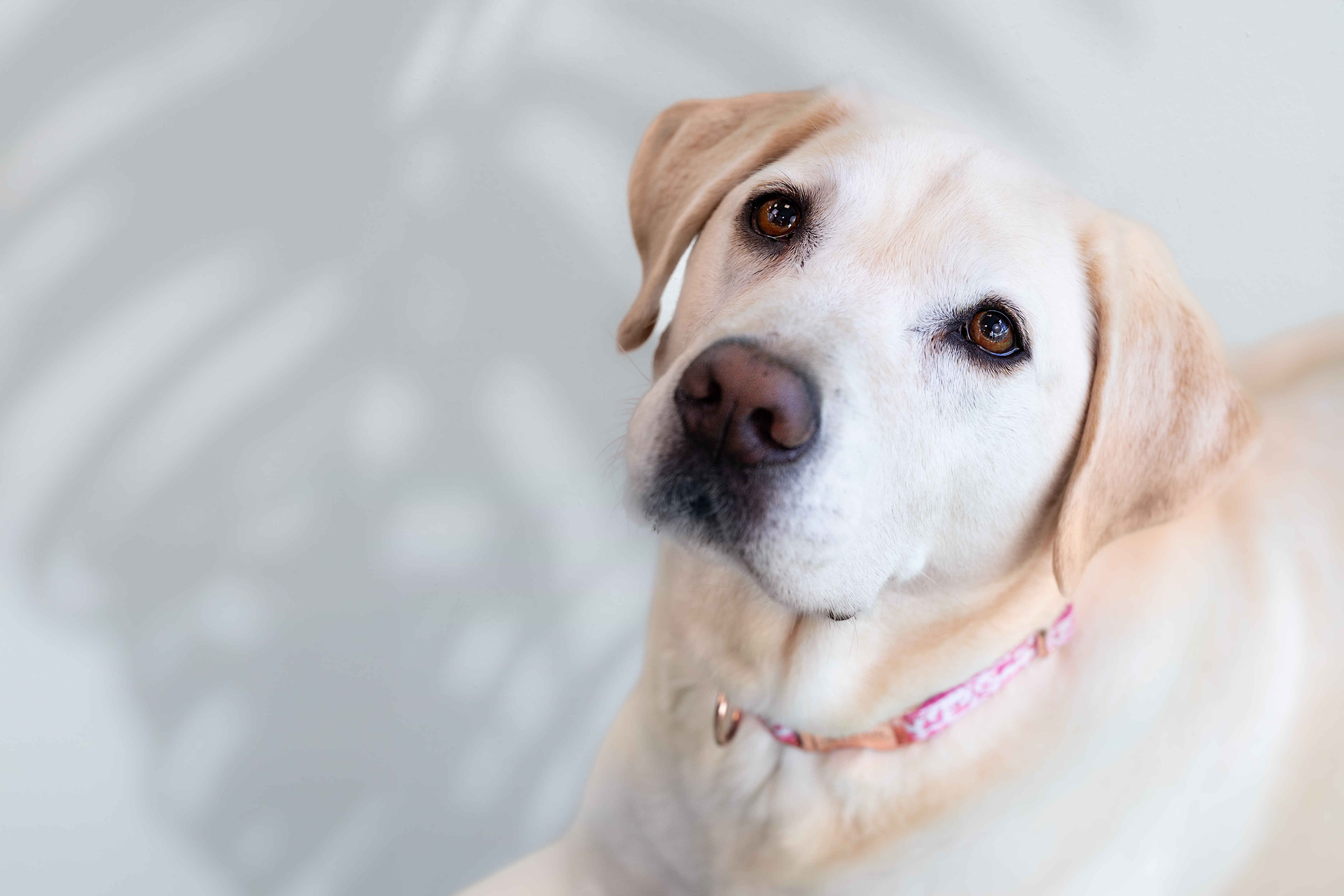 Gros plan d’un Labrador retriever curieux avec un collier rose.