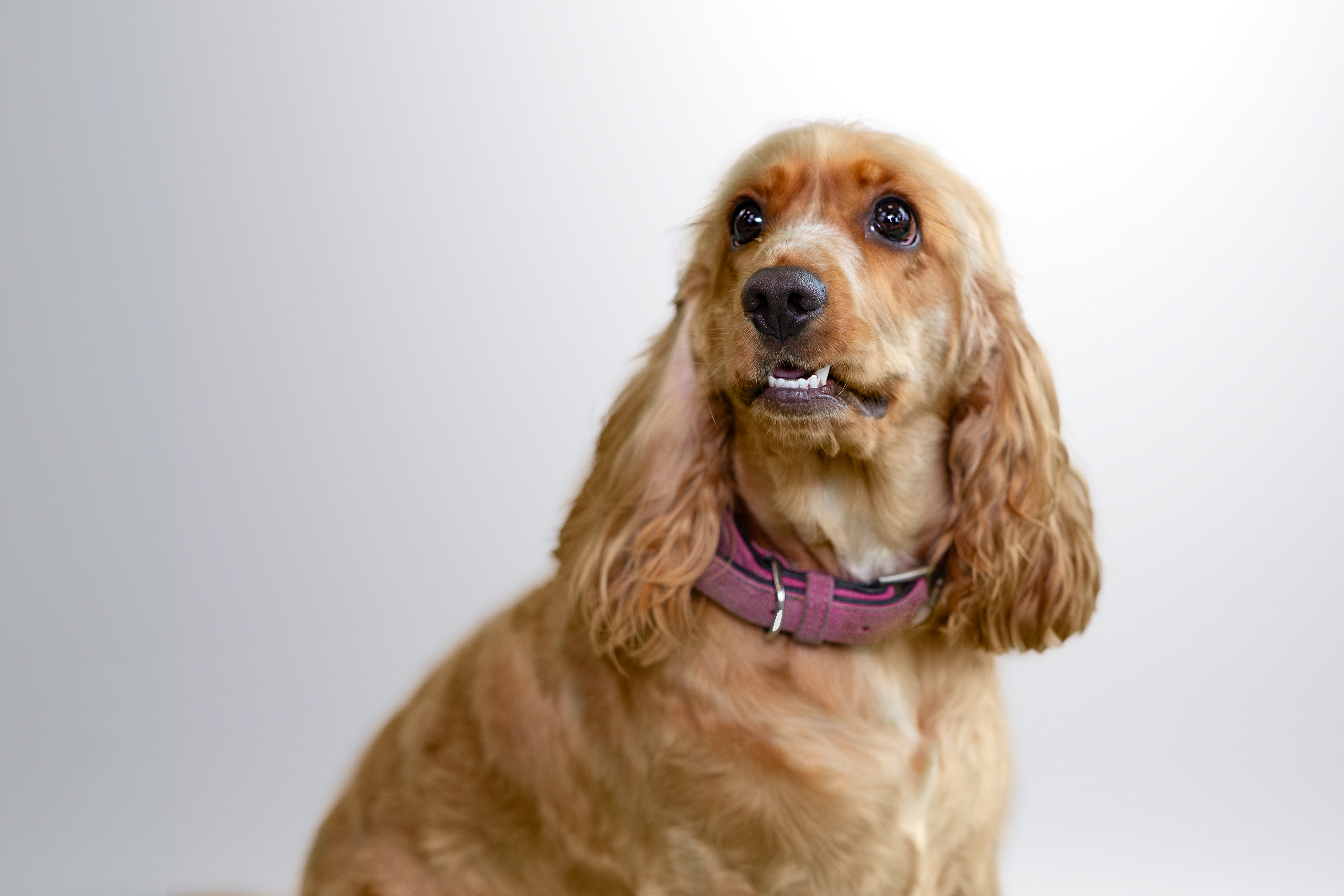 Cocker spaniel doré avec un collier rose levant les yeux.