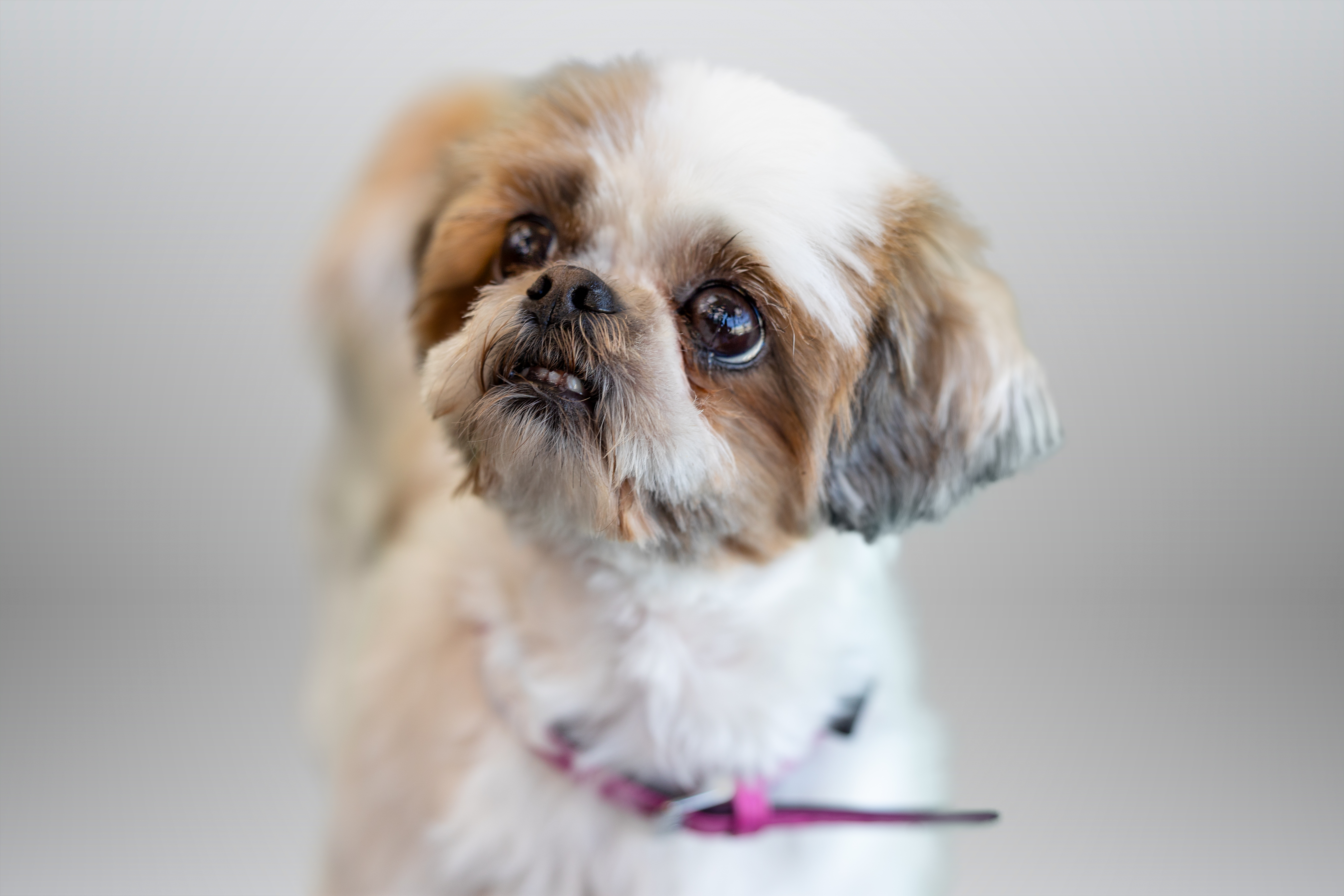 Gros plan d’un Shih Tzu avec un collier rose.