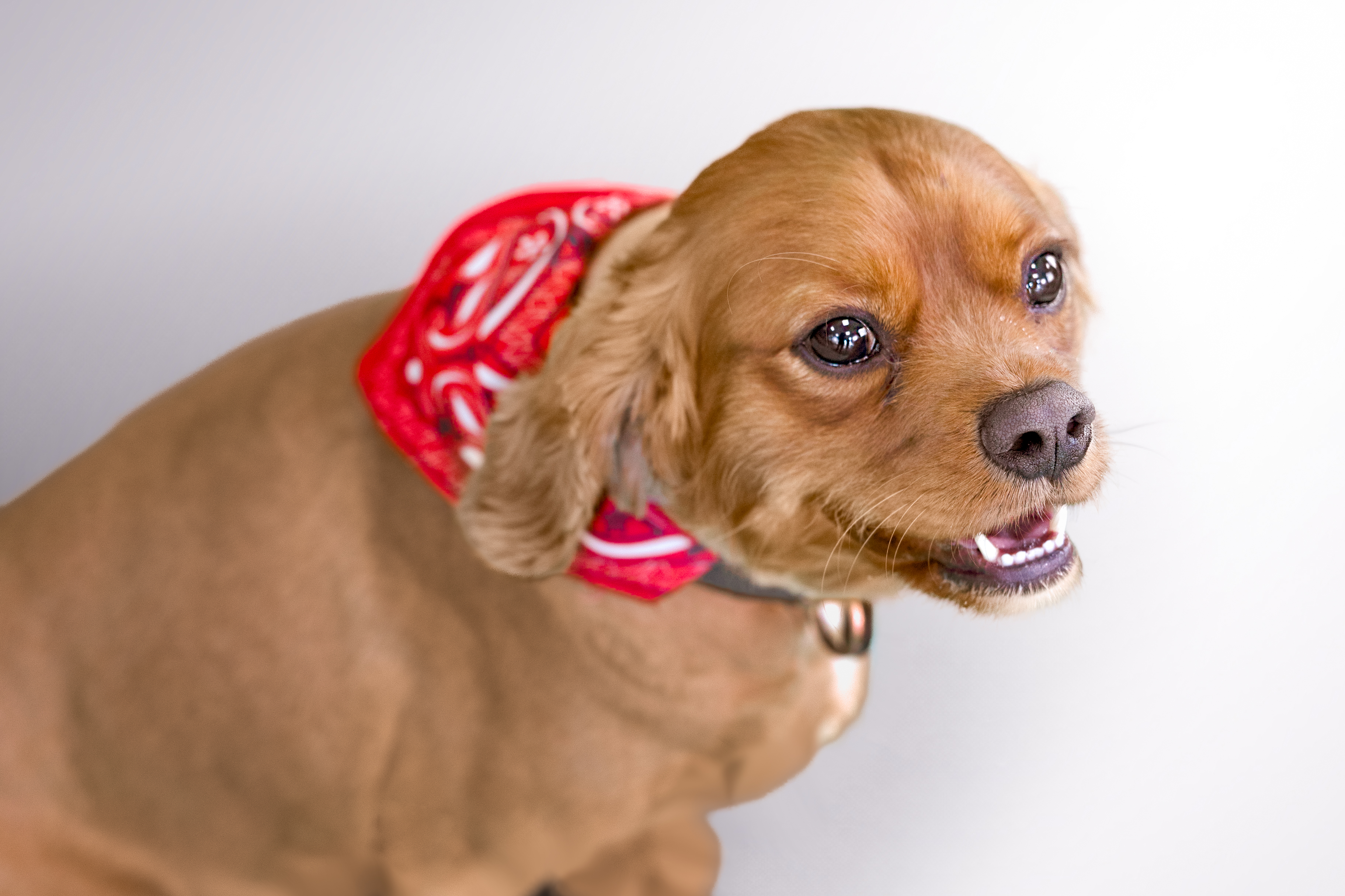 Chien souriant avec un bandana rouge.