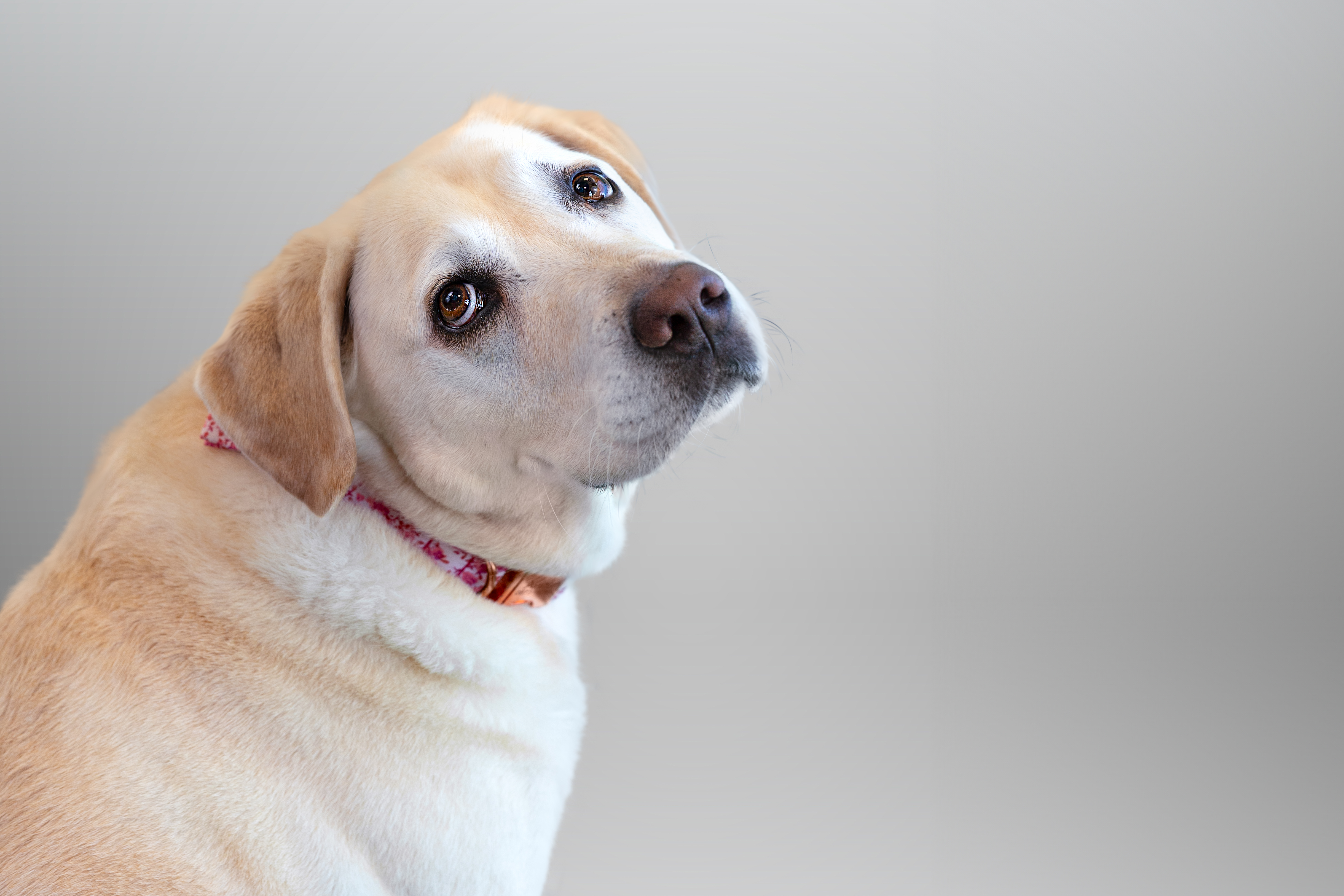Labrador retriever jaune penchant la tête sur fond gris.