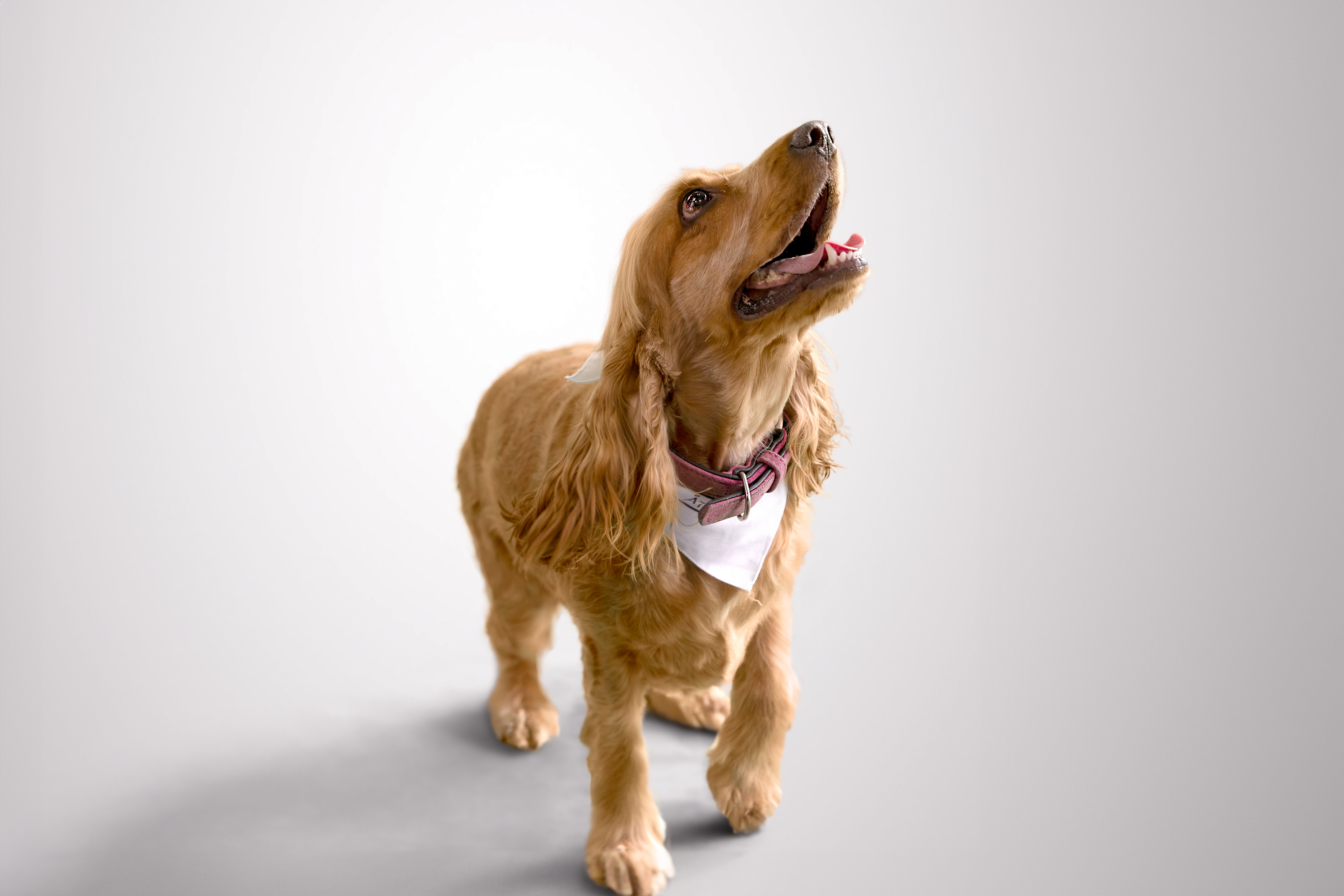 Golden retriever portant un bandana levant les yeux.