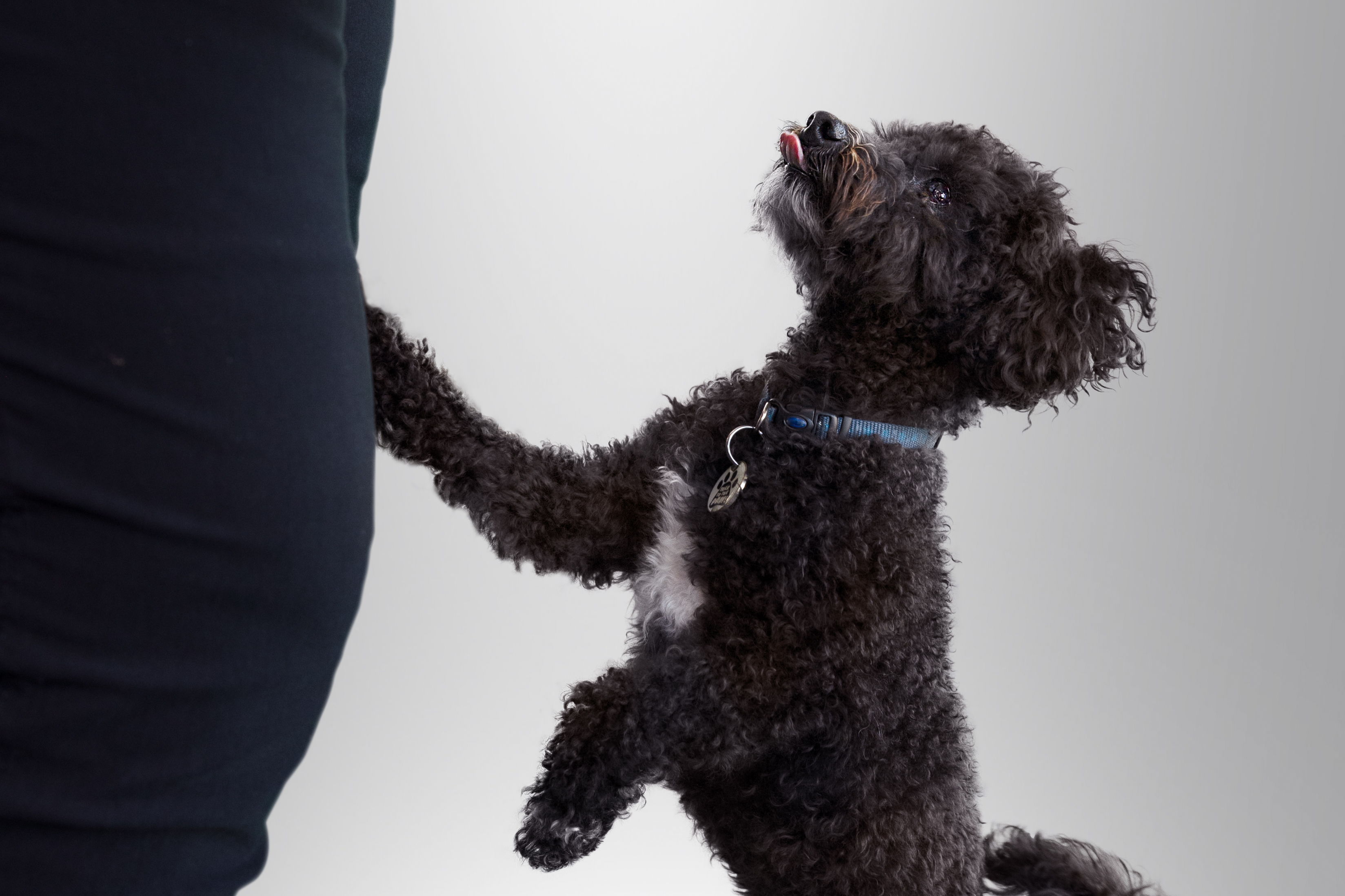 Petit chien noir sur ses pattes arrière, langue sortie.