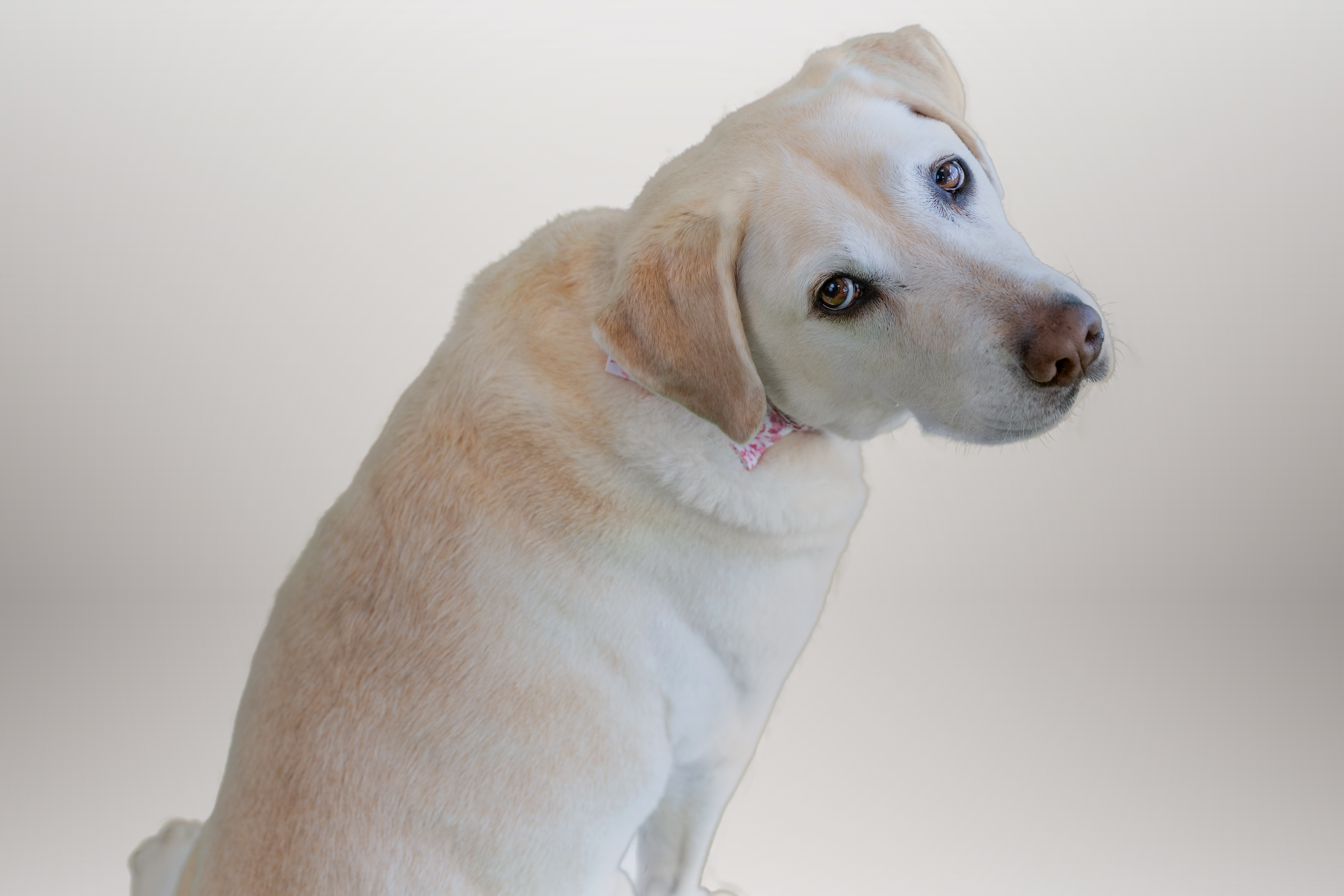 Labrador retriever jaune regardant par-dessus son épaule.