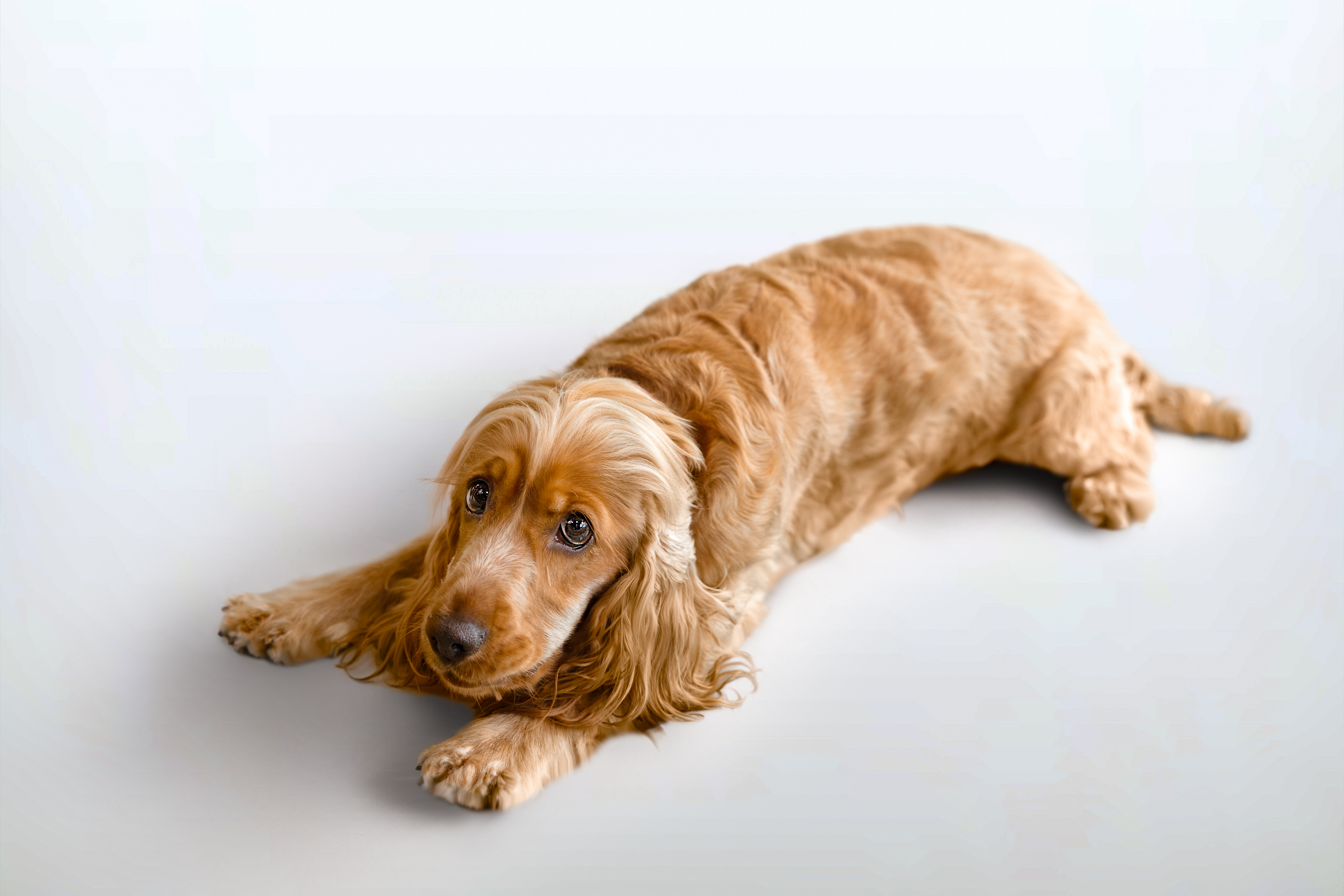 Cocker spaniel doré allongé sur un fond blanc.