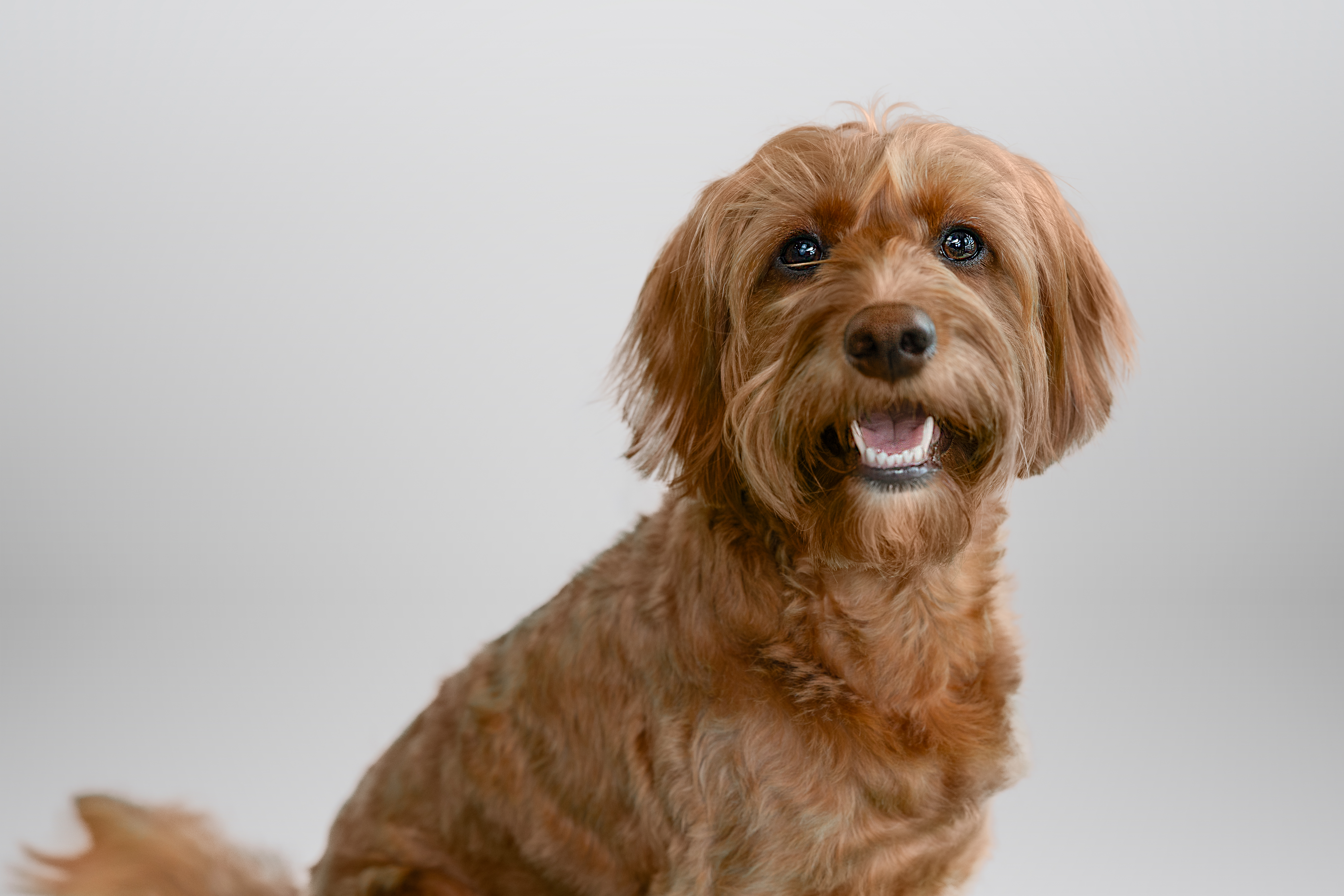 Chien brun heureux avec un pelage duveteux sur fond blanc.