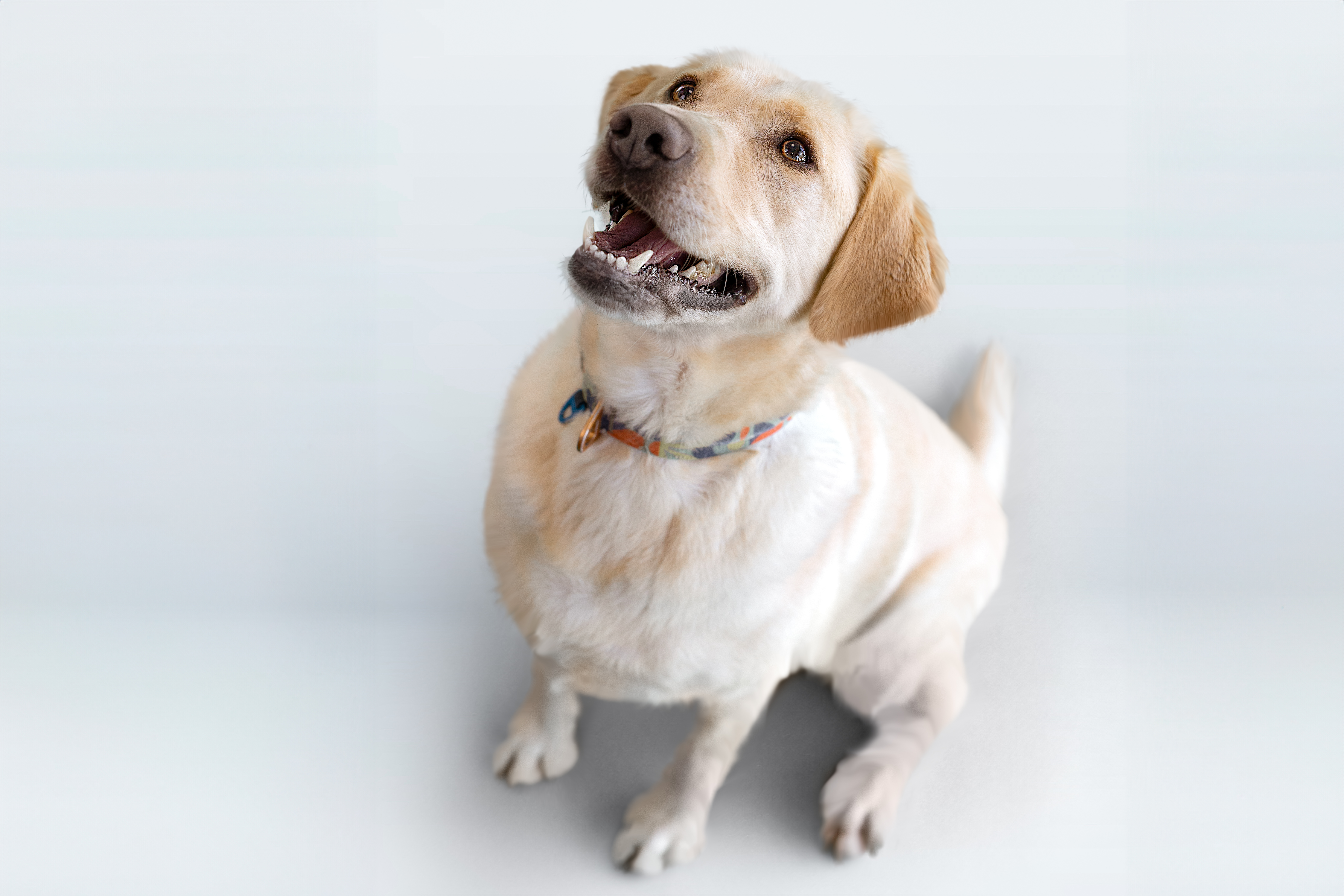 Labrador souriant assis et levant les yeux.