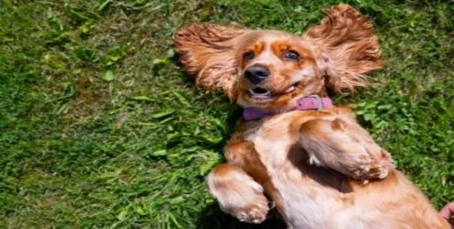 Labrador souriant assis et levant les yeux.