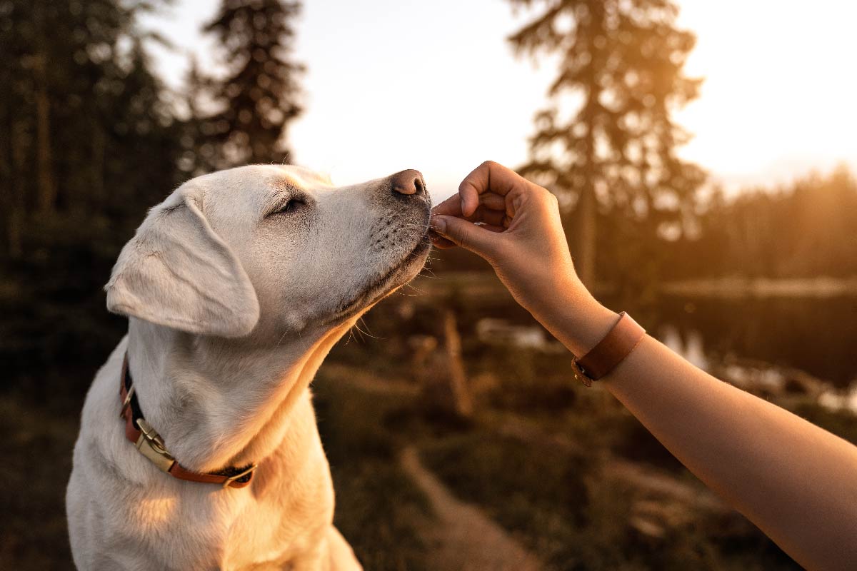 Dog sniffing a treat from a person’s hand at sunset.