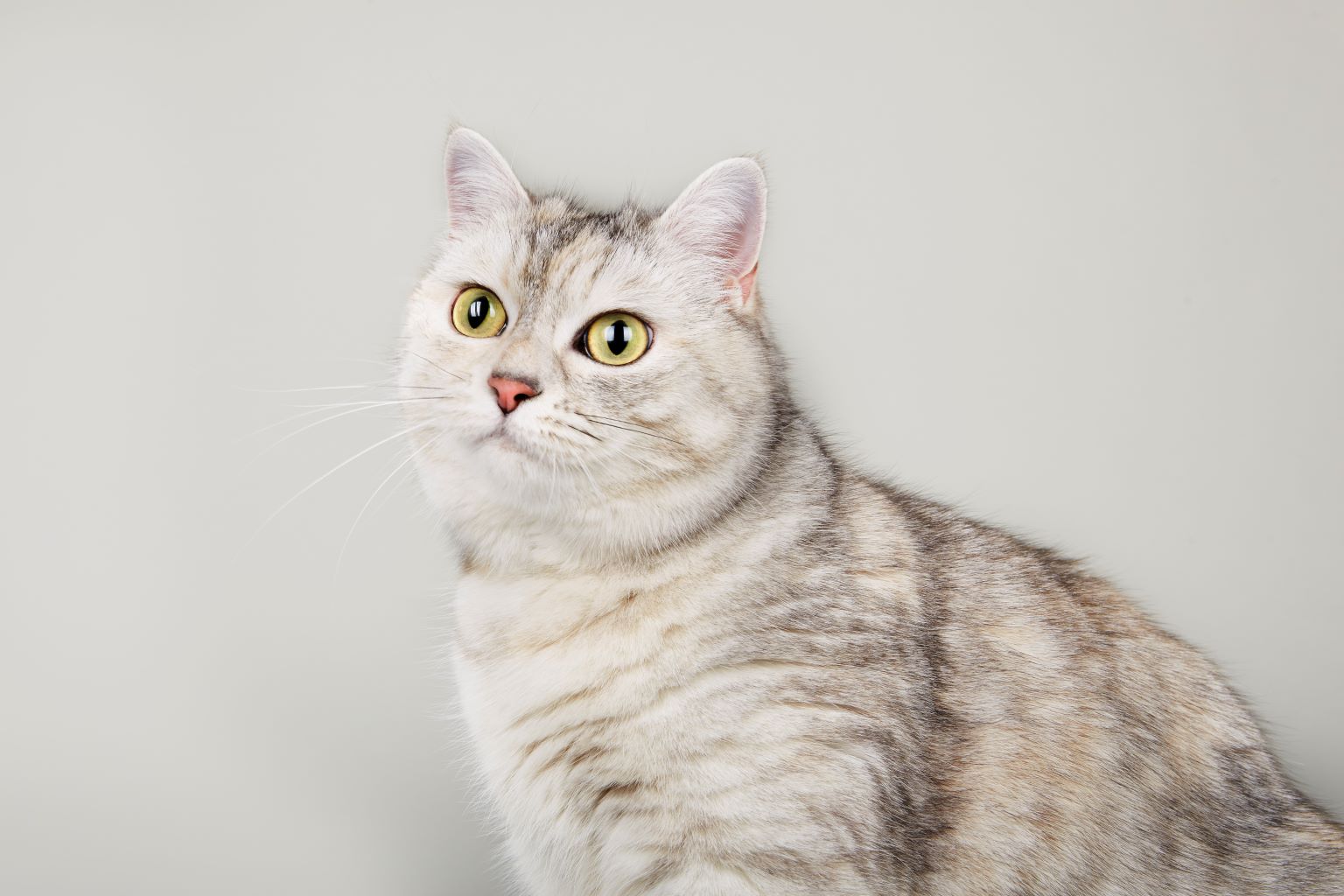 What to expect at a cat checkup? Zoetis