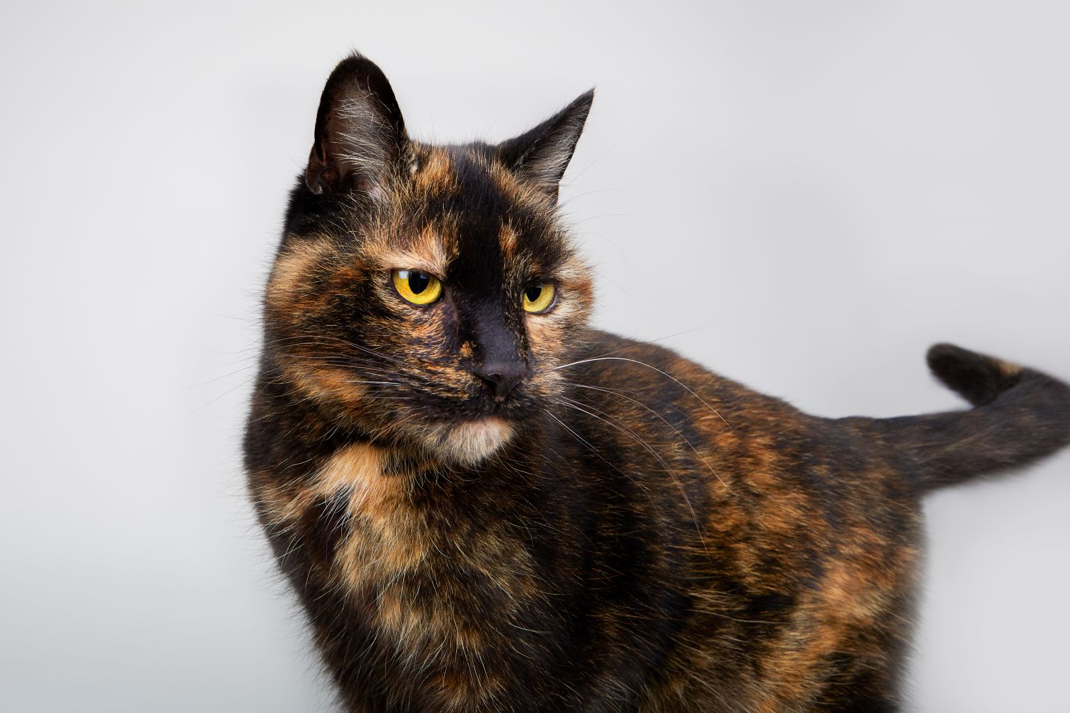 How to spot the signs of arthritis in cats Zoetis