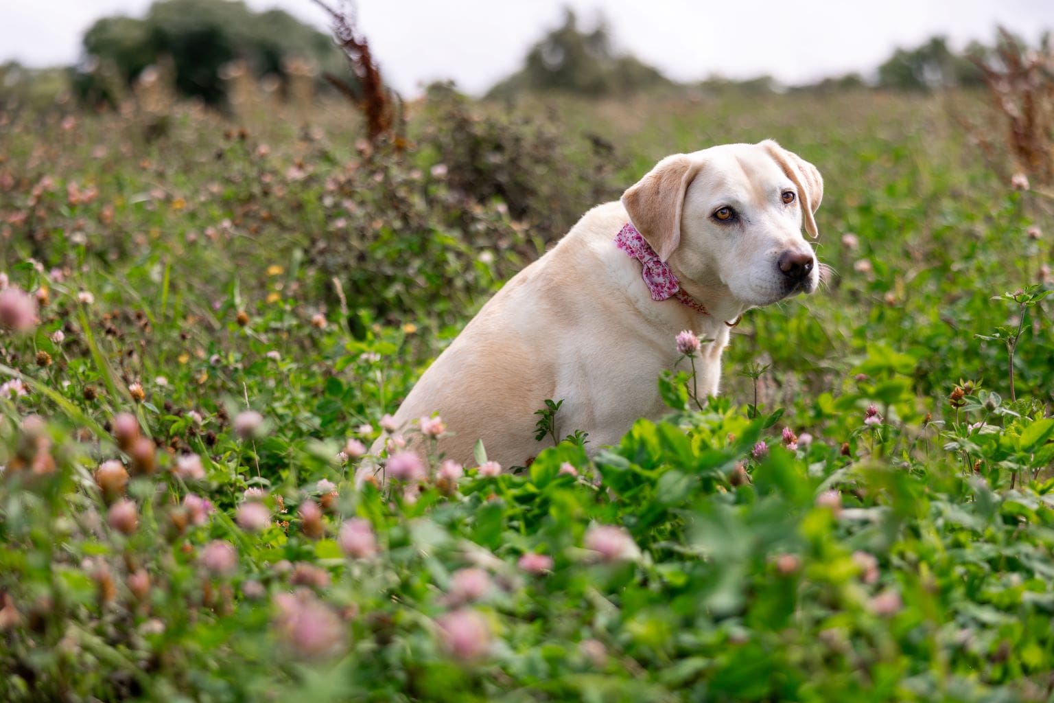 Labrador sitting in a field with pink clover flowers.