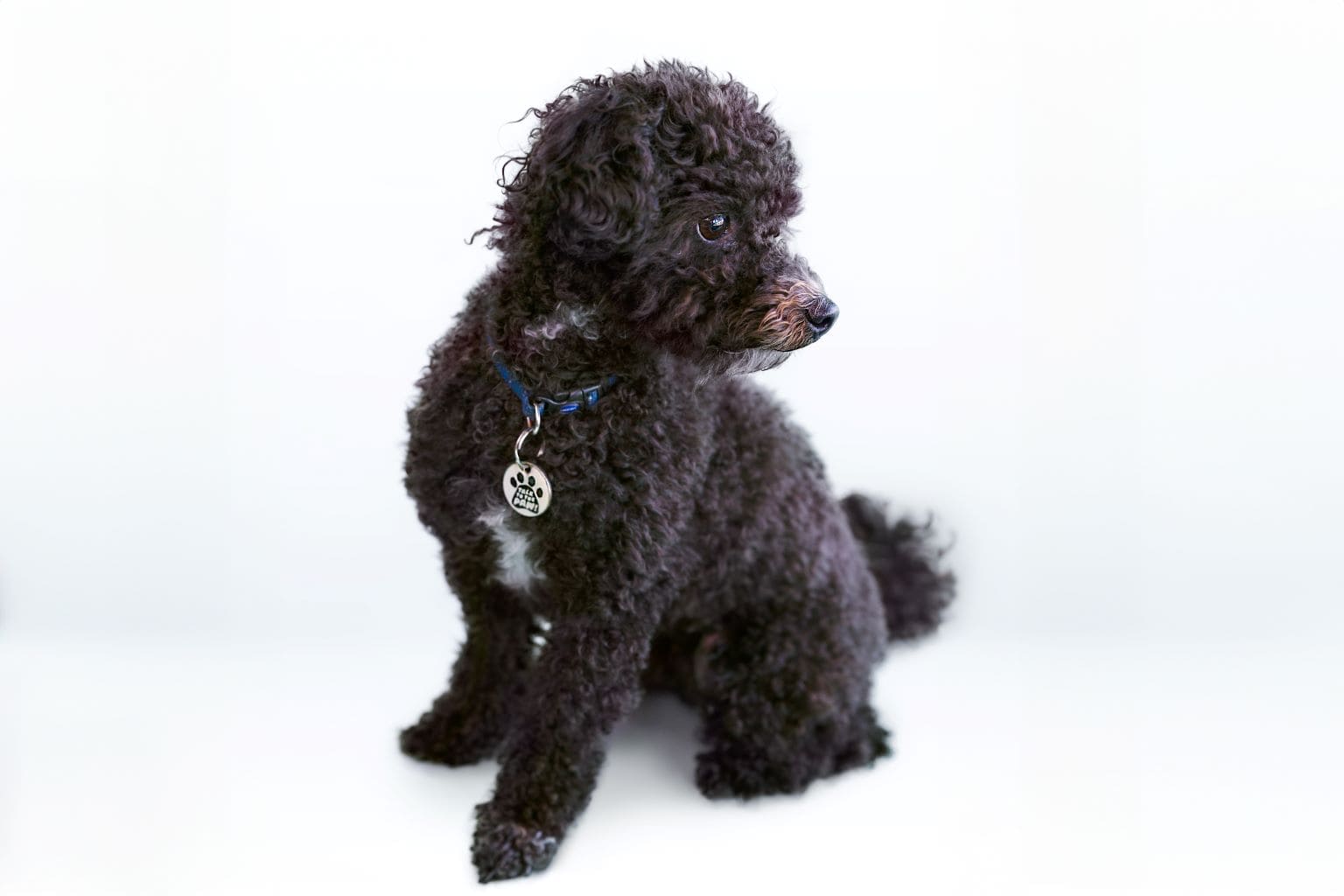 Curly-haired black dog sitting with a tag on collar