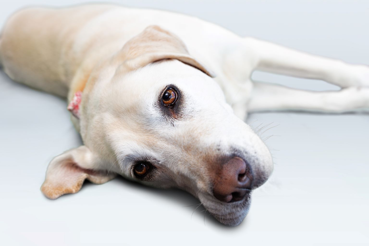 Why is my Dog Itching so Much? Zoetis