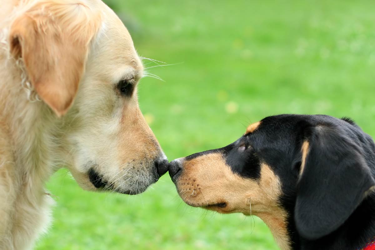 Two dogs touching noses on green grass background.