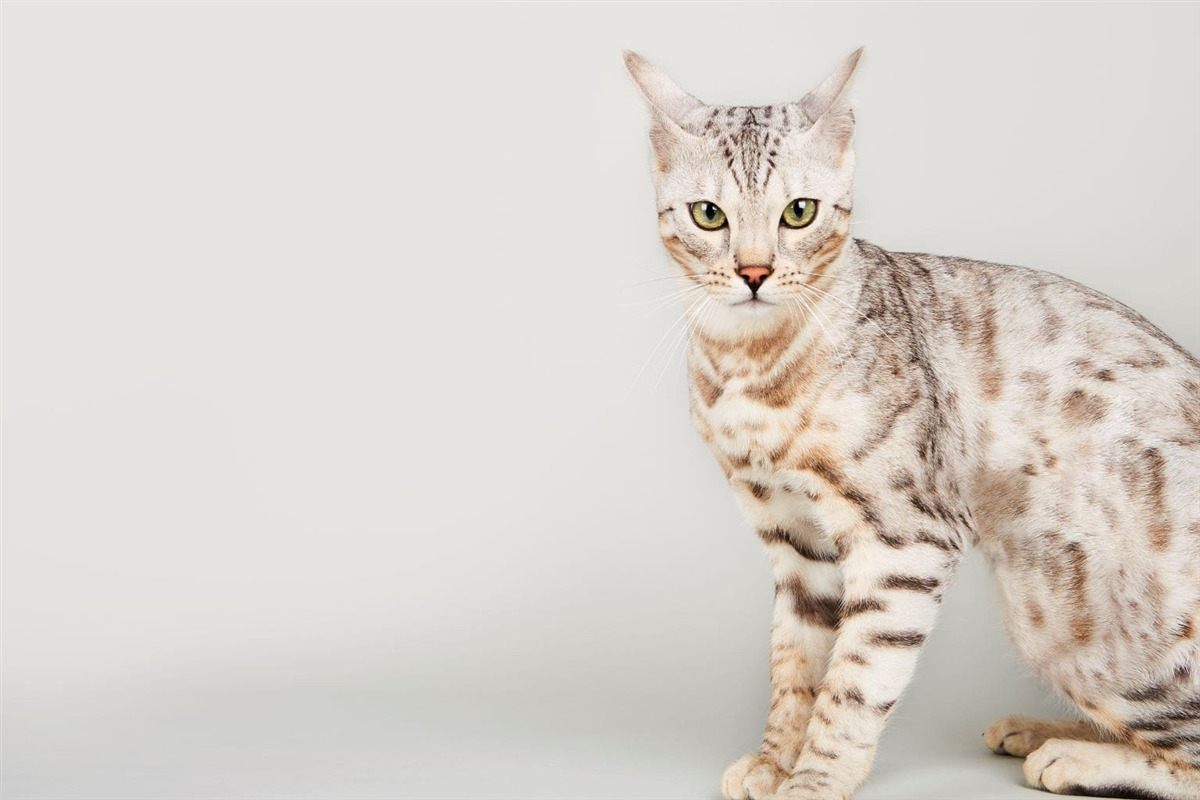 How Often Should I Take my Cat to the Vet? Zoetis