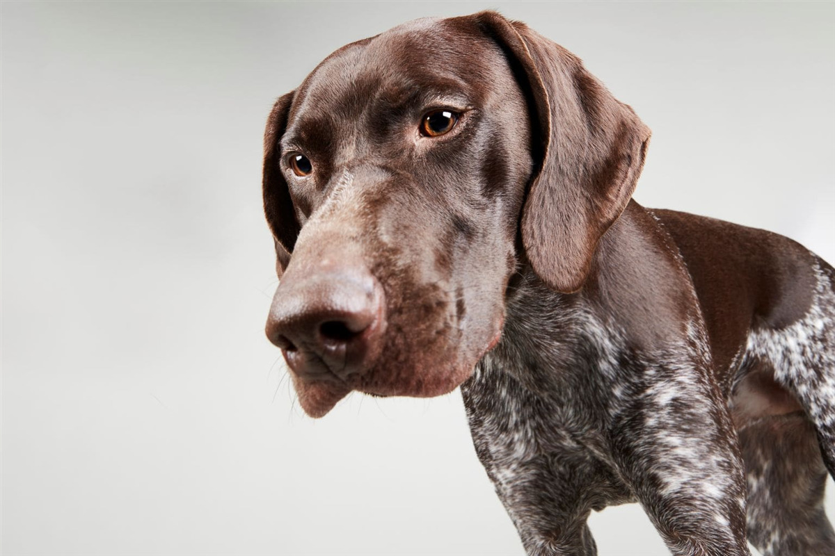 Why do dogs mark their territory?