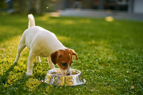 Puppy drinking water from a bowl on grass
