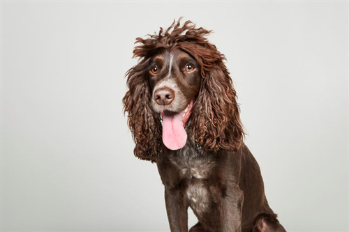 Brown dog with long curly ears and tongue out.