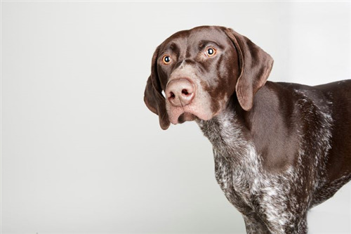 Brown and white German Shorthaired Pointer dog with alert expression.
