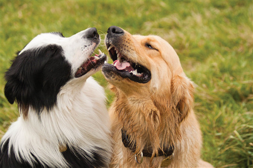 Golden Retriever is playing with Border Collie