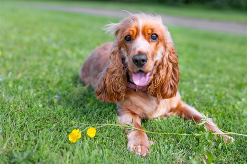 Cocker spaniel lying on grass with yellow flowers.