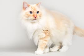 white yellow cat