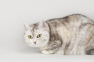 Un gato blanco, gris y marrón se agacha en la imagen. Están colocados de lado, con las cabezas giradas hacia el lector, mirando hacia la distancia.