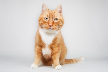 Un gato naranja con el pecho y los pies blancos se sienta mirando hacia delante, mirando directamente al lector.