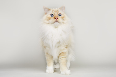 Un gato blanco peludo con una suave cara anaranjada de pie de cara al lector, mirando hacia la parte superior derecha.