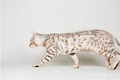 Un gato gris con marcas marrones se desplaza por la imagen de derecha a izquierda.