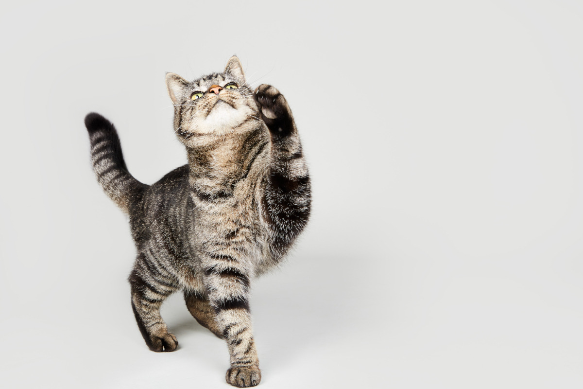 Make a home easier to navigate for a cat with arthritis pain