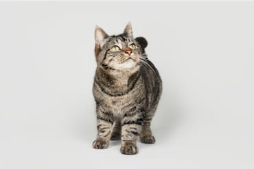 Un pequeño gato de color marrón oscuro, con rayas más oscuras, de pie de cara al lector mirando hacia la parte superior derecha.