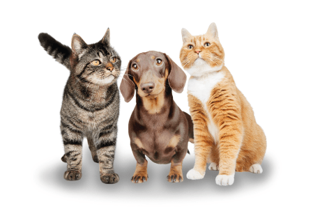 404-pets-due-gatti-un-cane