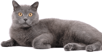 un-gato-gris-tumbado-te-mira-directamente