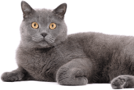 Un-gatto-grigio-scuro-sdrariato-che-ti-guarda
