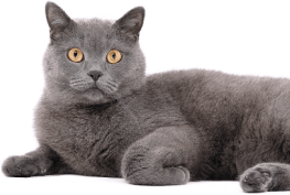 un-gato-gris-tumbado-te-mira-directamente