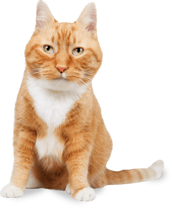 a-ginger-cat-with-a-white-chest-looking-directly-at-you