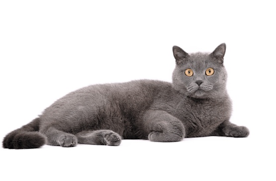 a-dark-grey-cat-laying-down-looking-directly-at-you
