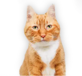 Orange tabby cat with a serious expression.