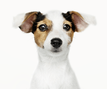 a-small-white-dog-with-brown-patches-on-the-eyes-and-ears-looks-directly-at-you