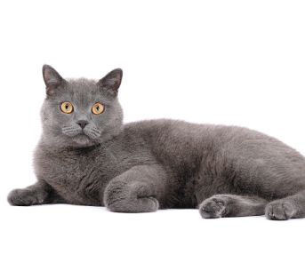 a-dark-grey-cat-laying-down-looking-directly-at-you