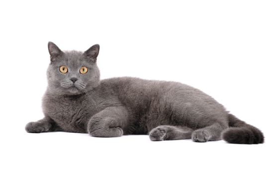 a-dark-grey-cat-laying-down-looking-directly-at-you